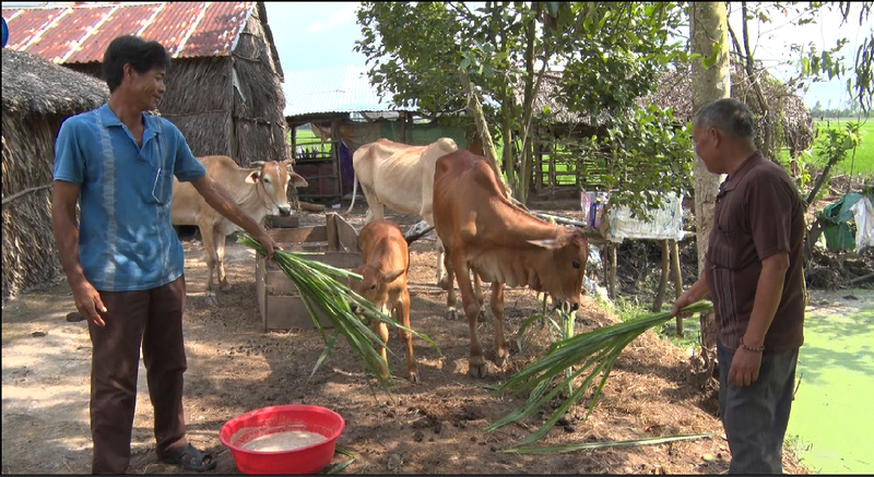 Chú Trần Hoàng Lem (áo thun xanh) ấp Khánh tân, xã Tân Khánh hòa chăm sóc bò dự án Haifer.png